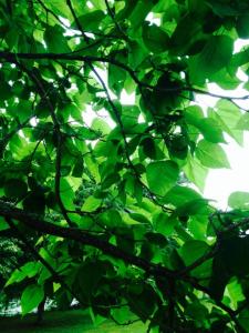 10300890_283117798537651_2123524052113950802_n