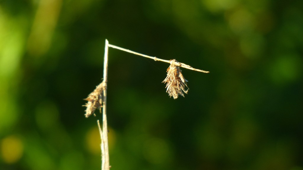 Bruised Reeds Among&nbsp;Us